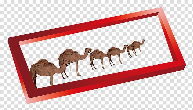 Camel , Creative border camel transparent background PNG clipart