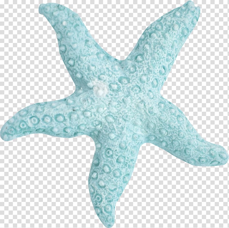 Starfish Sea Marine biology Turquoise, Handpainted Koala transparent background PNG clipart