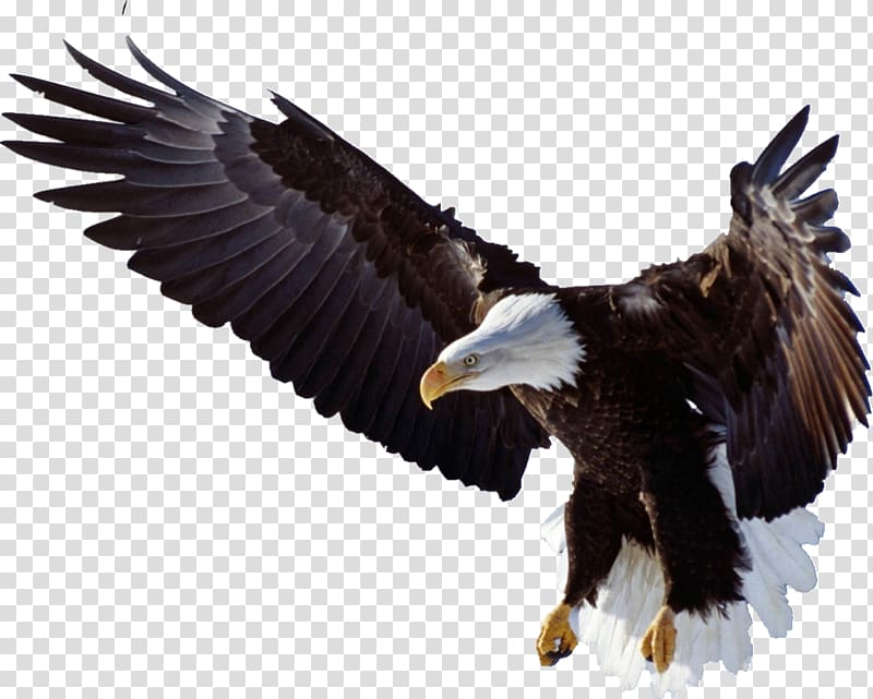 bald eagle, Bird of prey Bald Eagle Golden eagle, Logo Kepala Rajawali transparent background PNG clipart