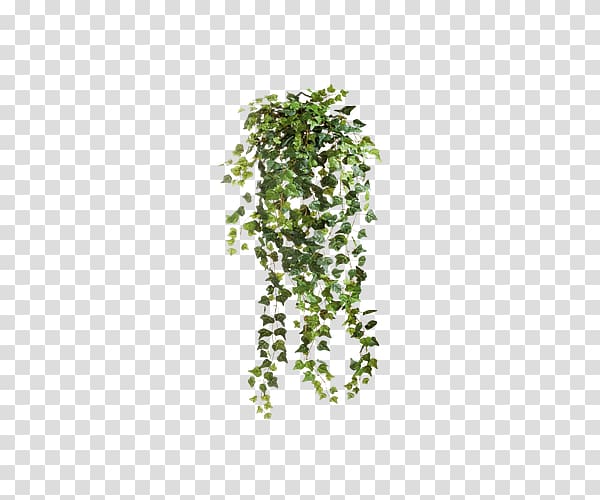 green leafed plant, Common ivy Vine , Fluffy decorative fence ivy transparent background PNG clipart