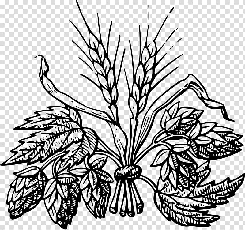 Beer Hops Drawing Barley , beer transparent background PNG clipart