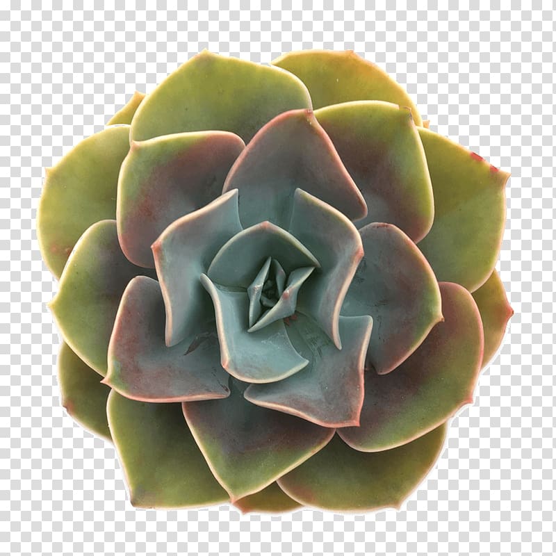 Succulent plant Echeveria Rosette Cactaceae, succulent transparent background PNG clipart