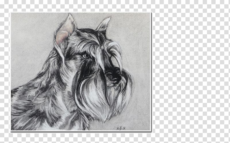 Miniature Schnauzer Scottish Terrier Cesky Terrier Dog breed, schnauzer transparent background PNG clipart