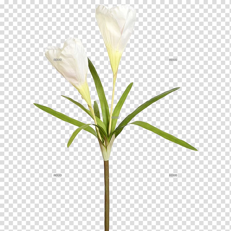 Crocus Iris family Plant Cut flowers Dekomarkt.de, Walter Langnickel GmbH, crocus transparent background PNG clipart