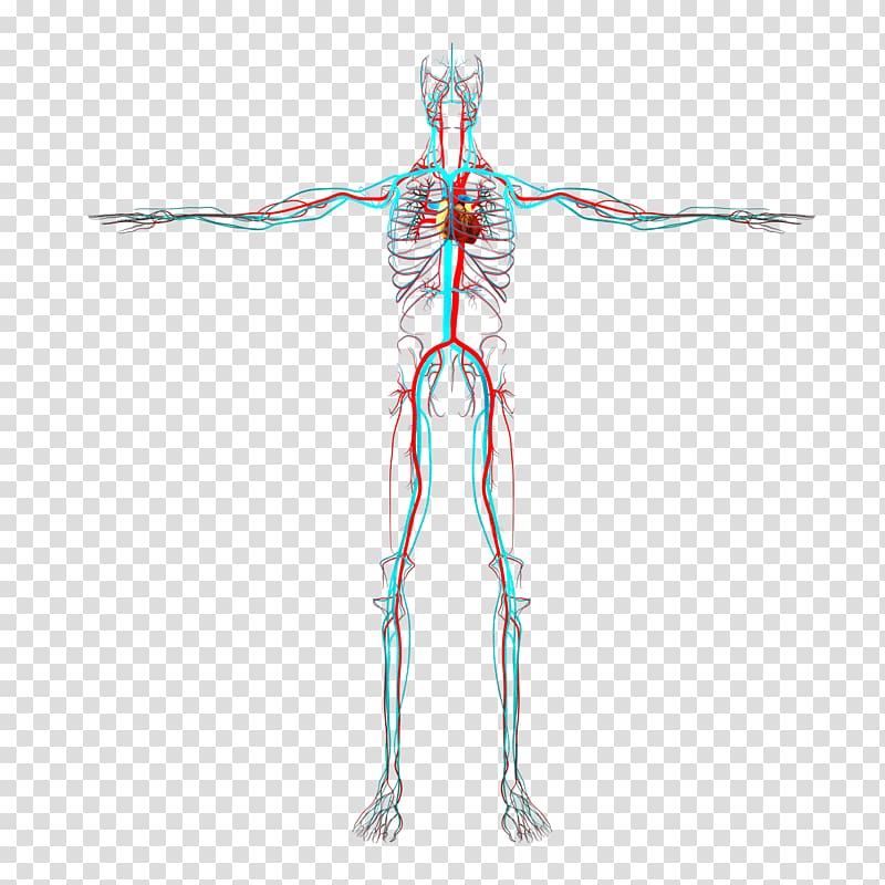 Radial artery Human body Arm Blood vessel, circulatory system transparent background PNG clipart