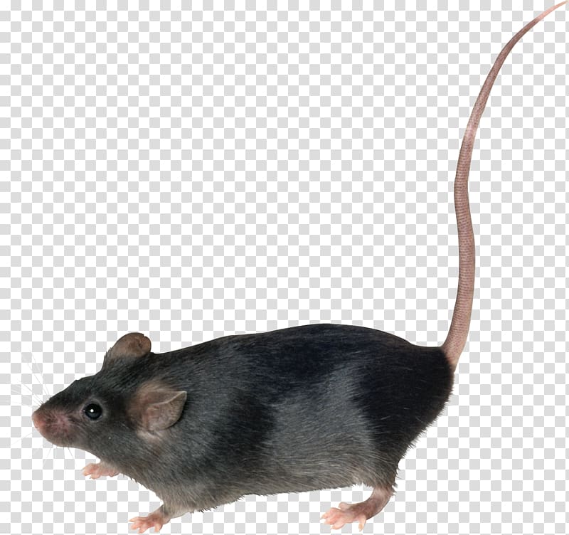 black mouse, Mouse Brown rat Rodent, mouse, rat transparent background PNG clipart