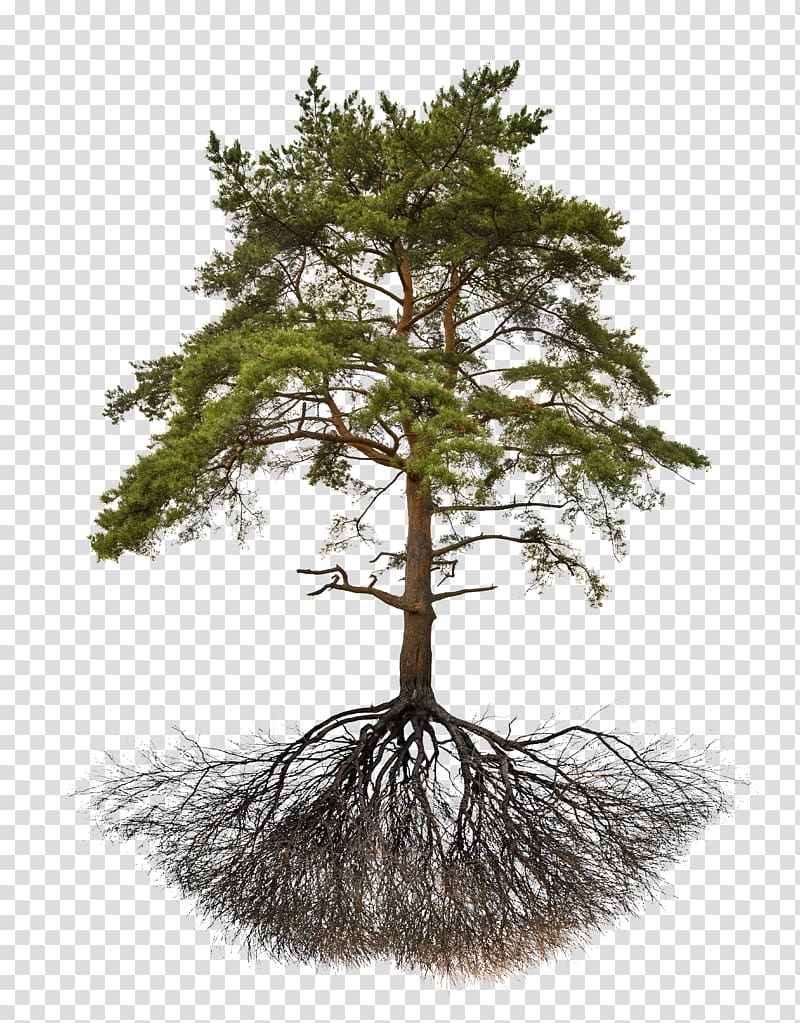 pine roots transparent background PNG clipart