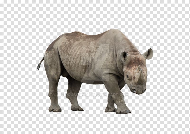 Javan rhinoceros African rhino Mammal Black rhinoceros, others transparent background PNG clipart