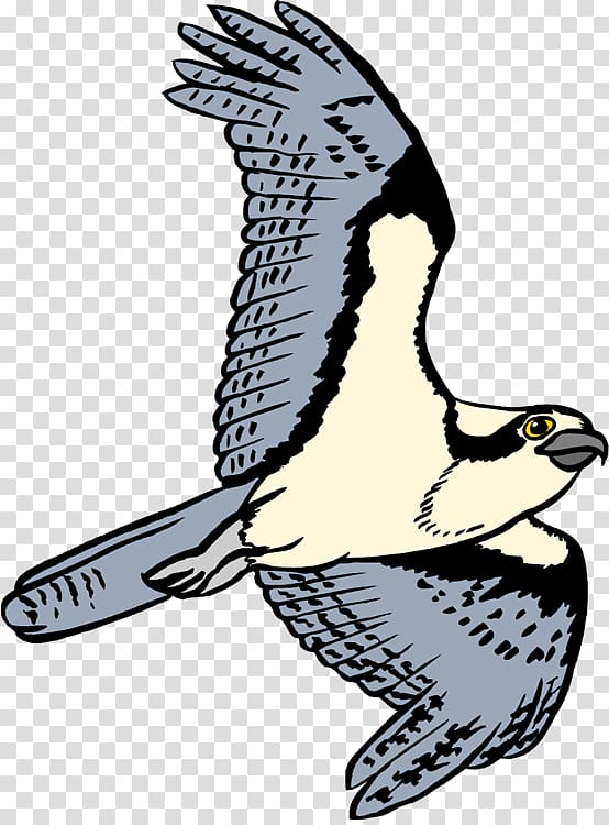 Bird Osprey Open Free content, Bird transparent background PNG clipart