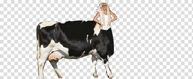 Dairy cattle Taurine cattle Milkmaid Race, others transparent background PNG clipart