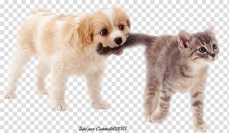 Dog–cat relationship Dog–cat relationship Veterinarian Breed, le chat transparent background PNG clipart