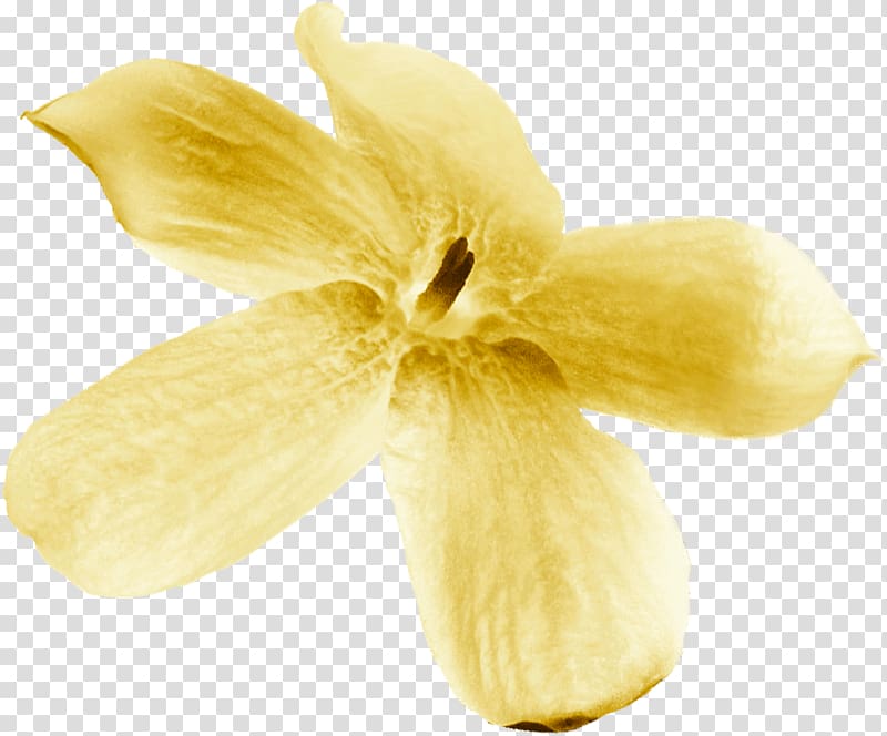 Close-up, fragrant flowers transparent background PNG clipart
