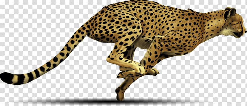 Computer Icons , cheetah print transparent background PNG clipart