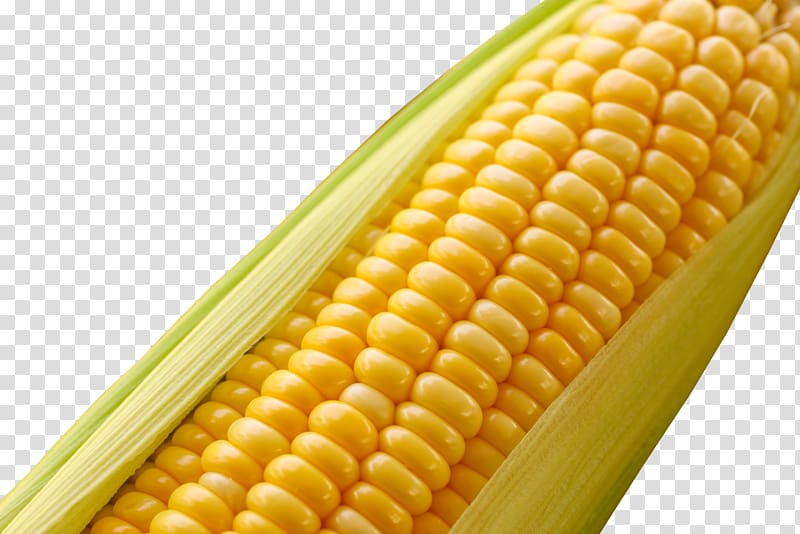 Maize Genetically modified food Cereal Genetically modified organism Agriculture, sweet corn transparent background PNG clipart