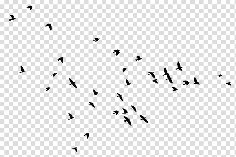 Bird Silhouette , Flock of flying geese transparent background PNG clipart