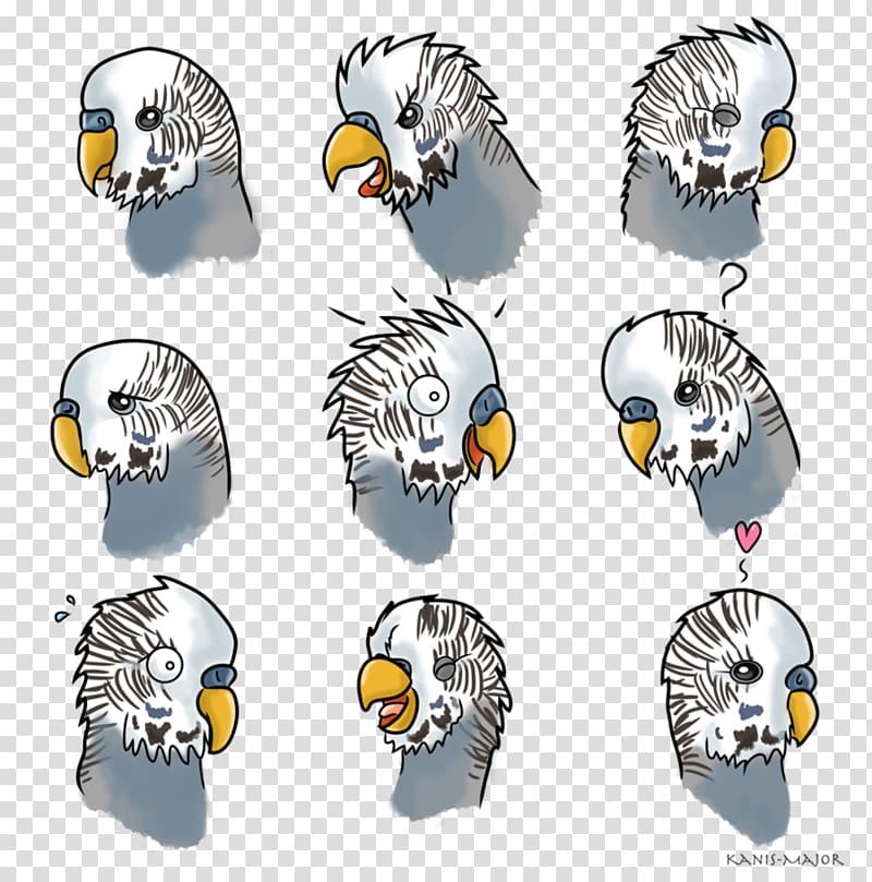 Budgerigar Cockatiel Bird Beak Eclectus parrot, Bird transparent background PNG clipart