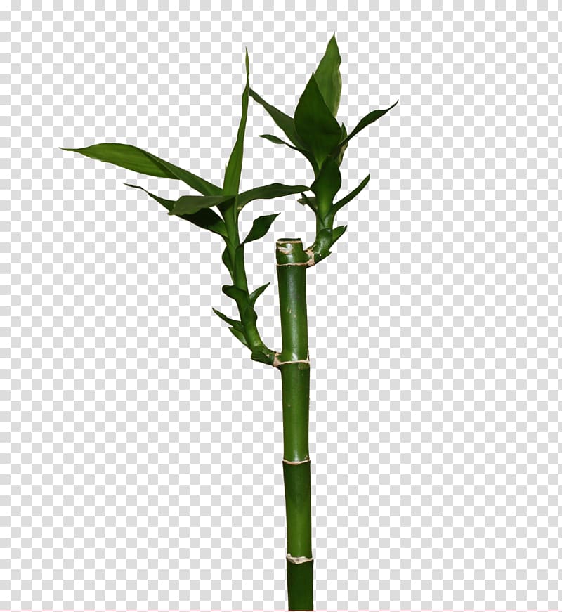 Lucky bamboo Bamboe Victor Trading Plant, bamboo transparent background PNG clipart