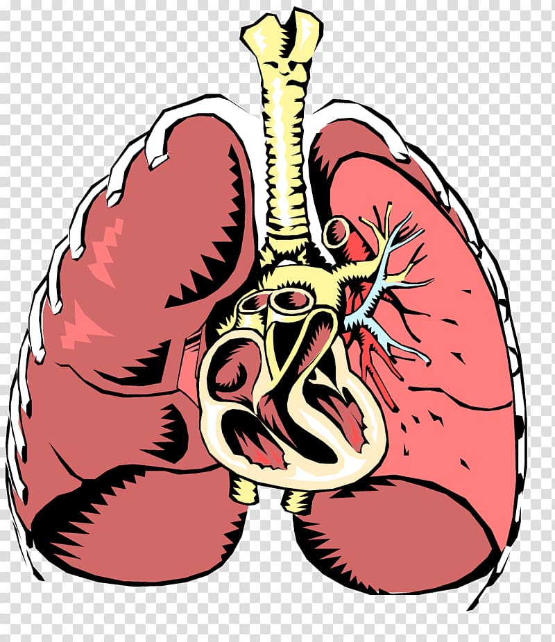 Respiratory disease Respiratory system Respiratory tract Breathing, others transparent background PNG clipart