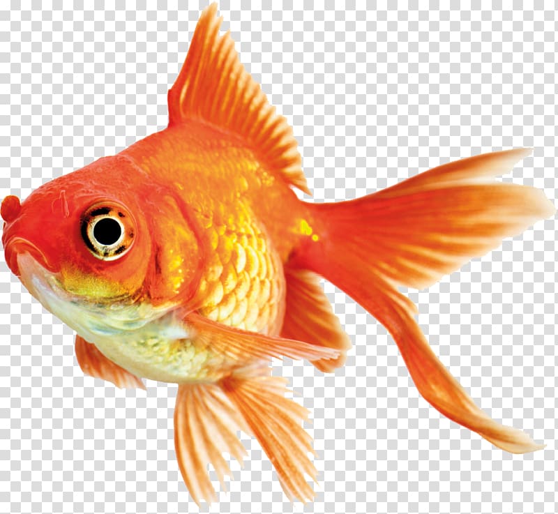 Fantail Fotolia, others transparent background PNG clipart