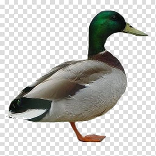 Duck Mallard American Pekin , duck transparent background PNG clipart