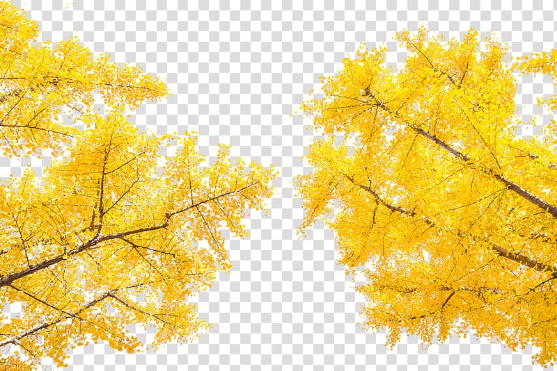 fresh ginkgo tree nature art transparent background PNG clipart
