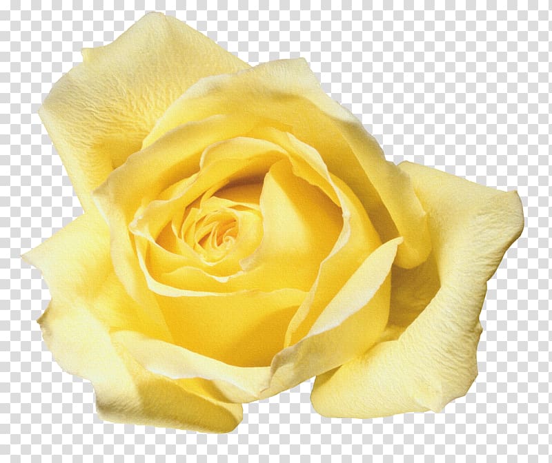 Beach rose Flower Yellow Blue rose, Bouquet of flowers material,Yellow Rose transparent background PNG clipart