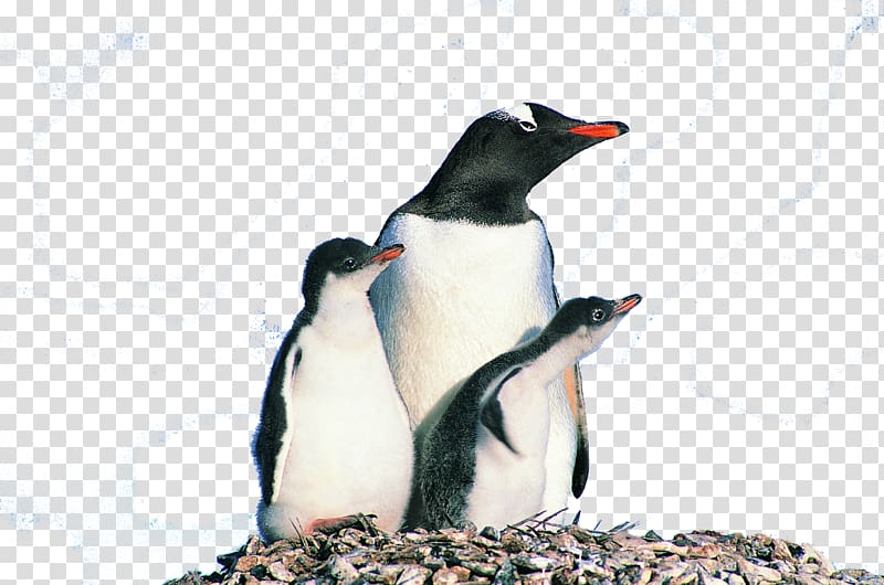 Penguin Bird Animal, Overlooking the penguin transparent background PNG clipart