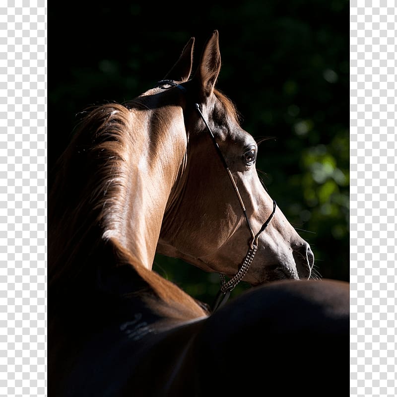 Arabian horse Global Champions Tour Equestrian American Quarter Horse Foal, horse watercolor transparent background PNG clipart