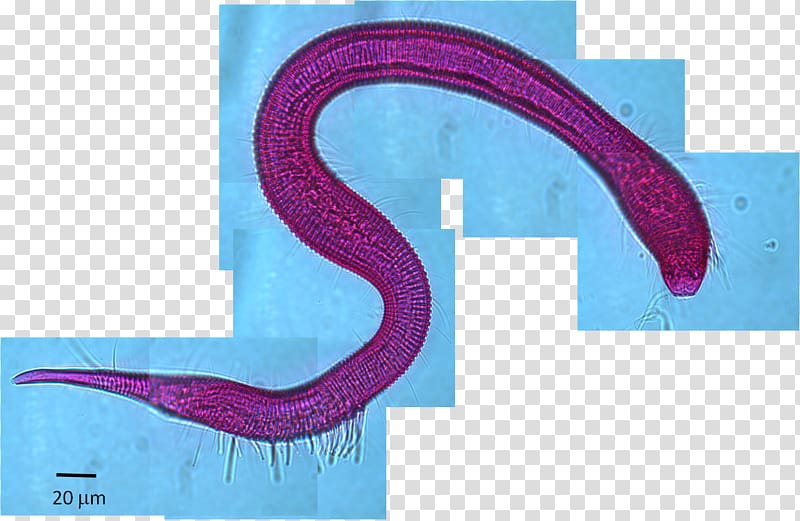 Ecosystem Meiobenthos Roundworms Ecology Deep sea, benthic animals transparent background PNG clipart