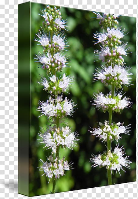 Hyssopus Subshrub Lavender Flower, Mentha Spicata transparent background PNG clipart