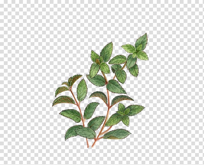 Tea Alamy Mint, Mint leaf transparent background PNG clipart