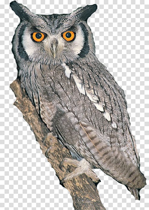 Great grey owl Fauna Beak Highway M01, owl transparent background PNG clipart