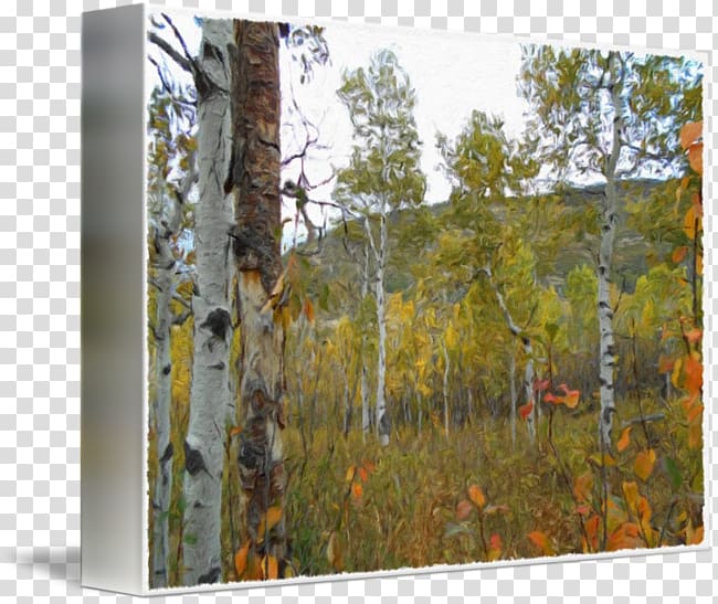 Birch Temperate broadleaf and mixed forest Mixed coniferous forest Painting, forest transparent background PNG clipart