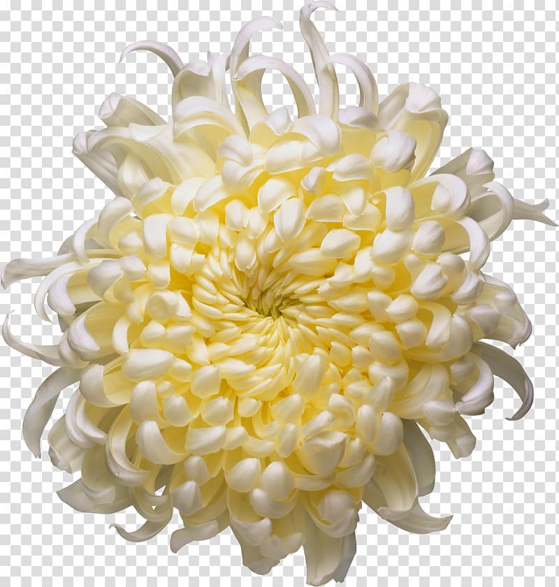 Time Fuse Flower Amazon.com Book Depository, chrysanthemum transparent background PNG clipart