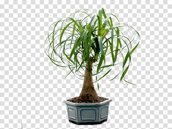 Bonsais / Bonsai Ponytail palm Houseplant, flowering bonsai cactus transparent background PNG clipart