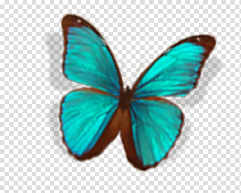 Butterfly Nymphalidae, butterfly transparent background PNG clipart