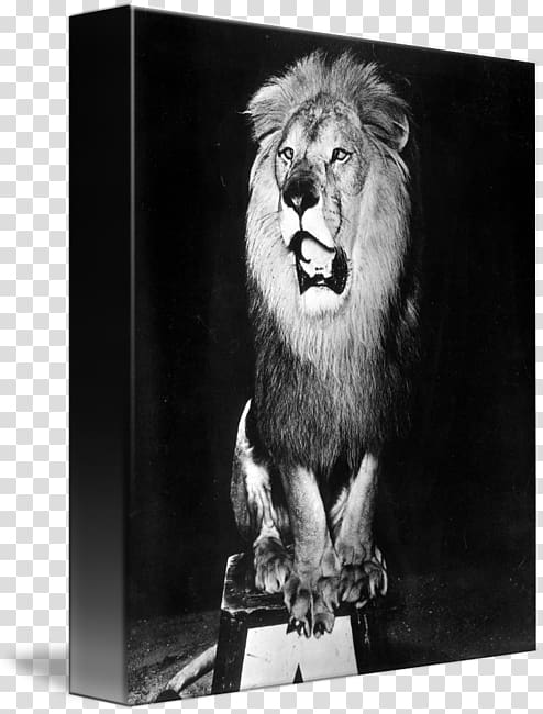 Lion Roar Big cat White, Lion circus transparent background PNG clipart