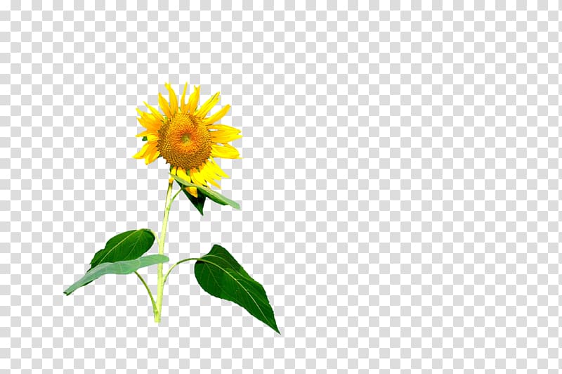 Common sunflower Red sunflower, sunflower transparent background PNG clipart