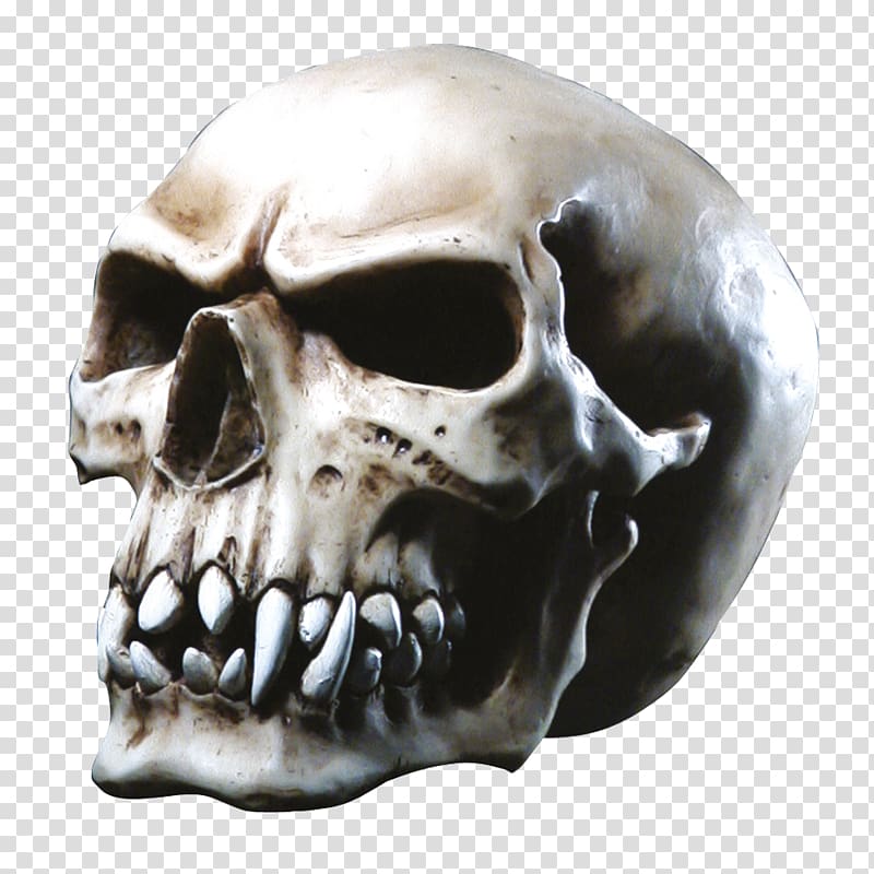 Skull Anatomy Totenkopf Electromagnetic pulse Horn, skull transparent background PNG clipart