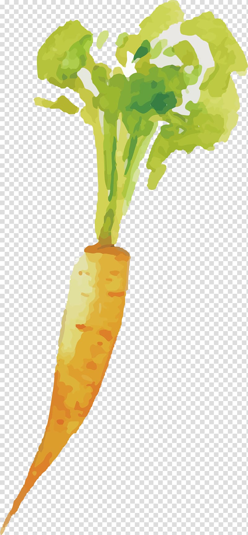 Carrot Vegetable, Painted carrot transparent background PNG clipart