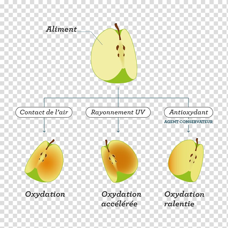 Fruit Food Chemistry Redox Eating, transparent background PNG clipart
