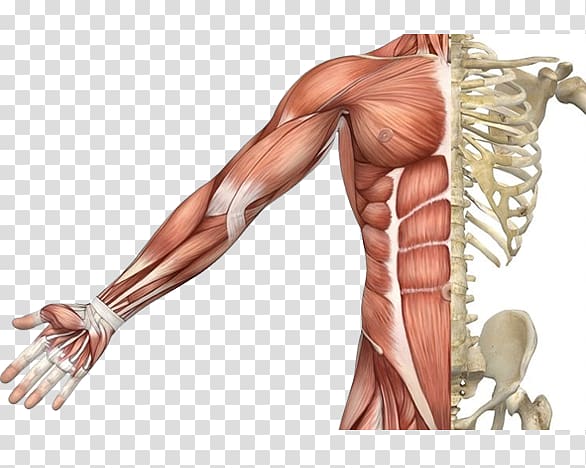 Skeletal muscle Muscular system Human skeleton Human body, Skeleton transparent background PNG clipart