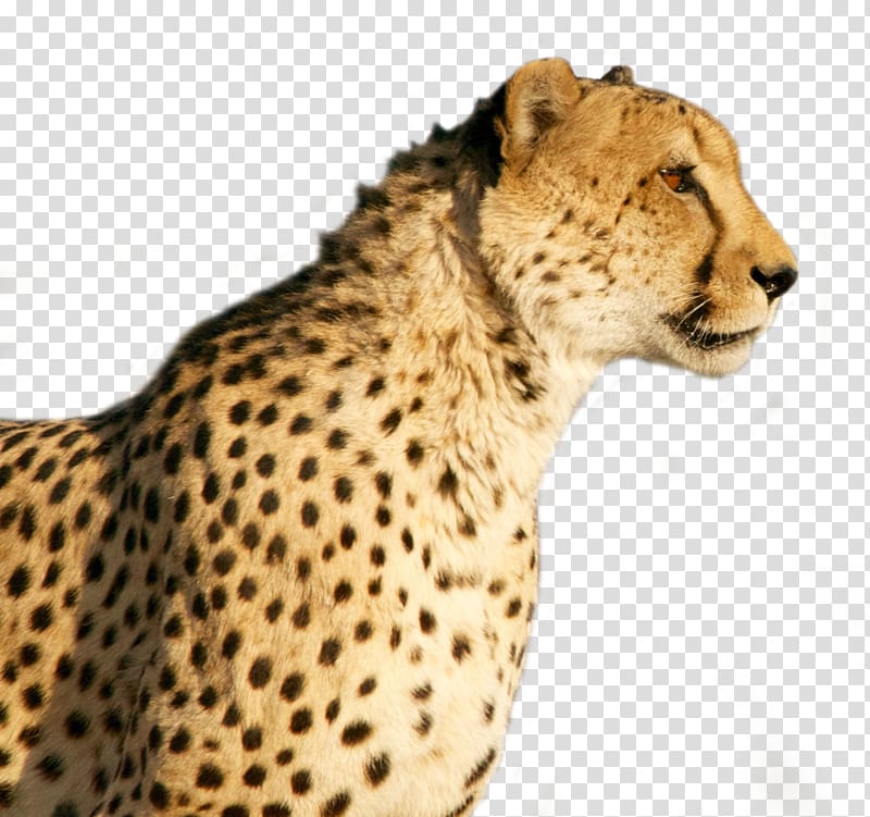 Cheetah Wildcat Tiger, Cheetah transparent background PNG clipart