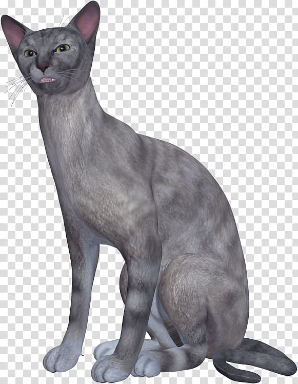 Korat Oriental Shorthair Russian Blue Burmese cat German Rex, Black Cat transparent background PNG clipart