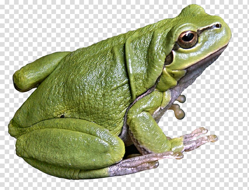 American bullfrog Edible frog Tree frog Amphibian, frog transparent background PNG clipart