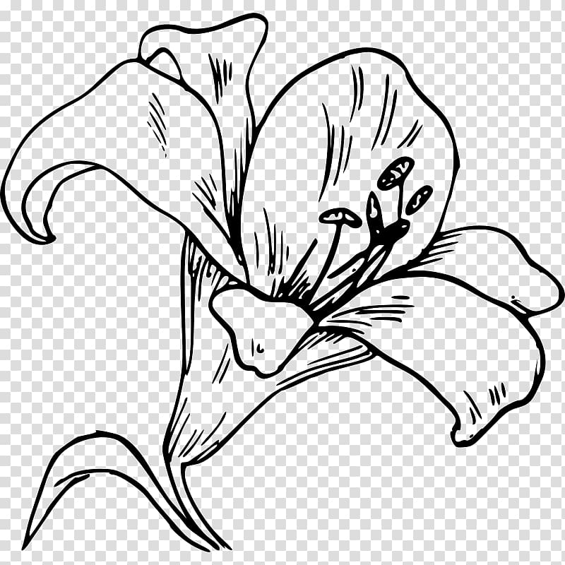 Easter lily Lilium \'Stargazer\' Tiger lily , others transparent background PNG clipart