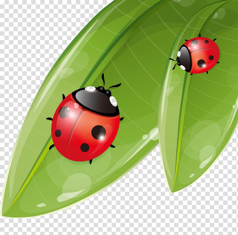 Insect Seven-spot ladybird, insect transparent background PNG clipart