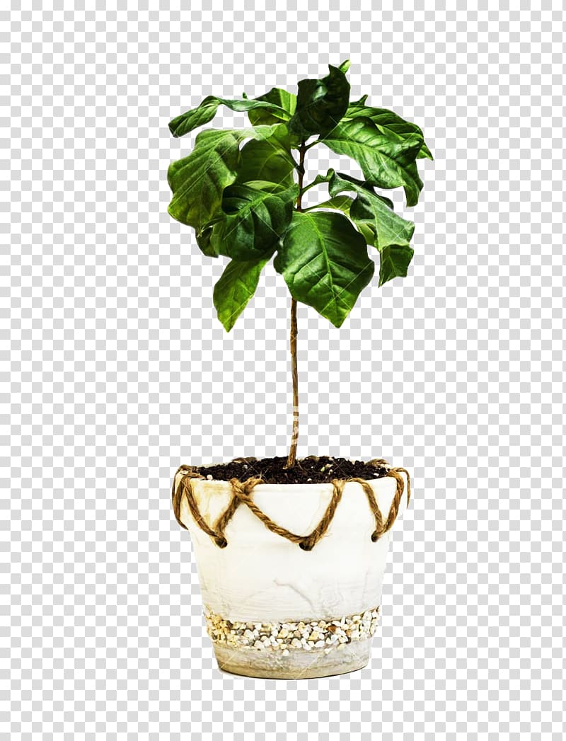 Arabica coffee Robusta coffee , A coffee tree material transparent background PNG clipart