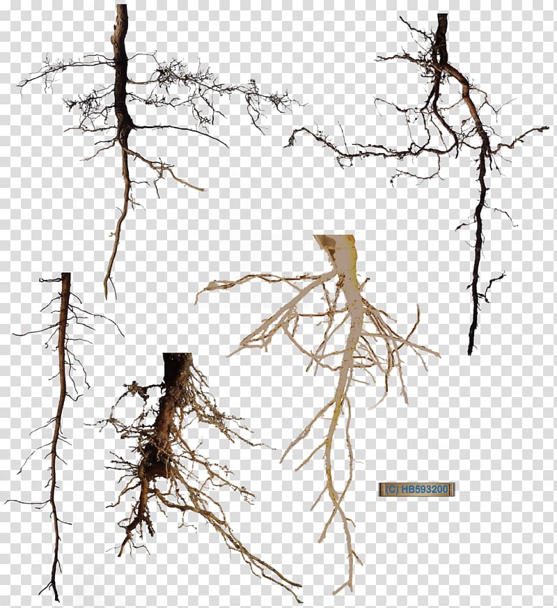 Tree Root, root transparent background PNG clipart