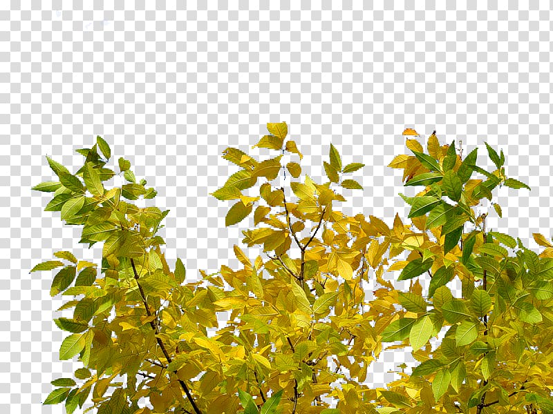 Leaf Branching, Leaf transparent background PNG clipart